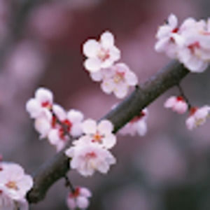 Meet your Posher, Reese